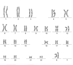 cytogenetic